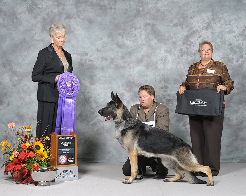 AKC Professional Handler, Michael Sherman w/ GSD Ruby