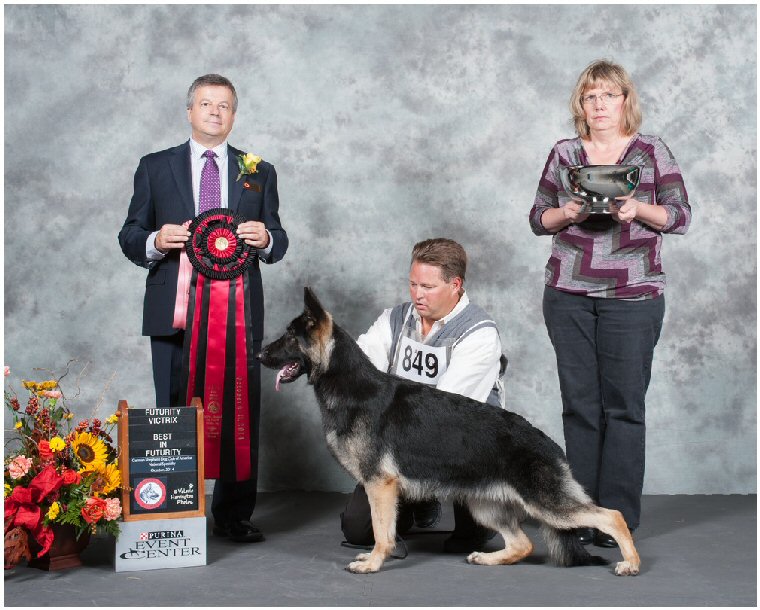 AKC Professional Handler, Michael Sherman w/ GSD Karma