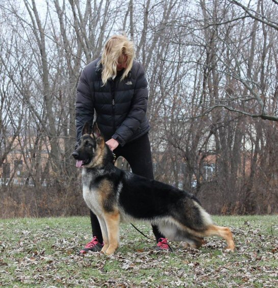 German Shepherd Bitch , Krystal's Kayla OFA h/e prelims