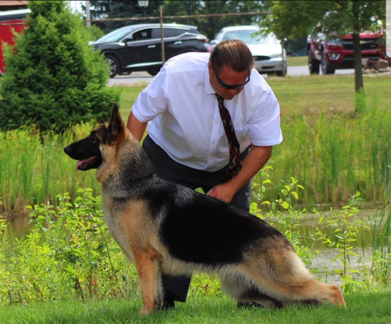 German Shepherd Bitch Best in Futurity German Shepherd, Krystal's Katy