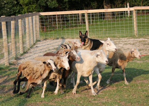 German Shepherd Dog Tucker Herding of Krystal German Shepherds