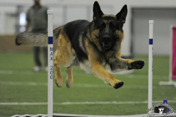 Agility, Krystal German Shepherds, Illinois, german shepherd, AKC, GSDCA
