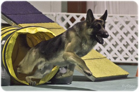 Agility, Krystal German Shepherds, Illinois, german shepherd, AKC, GSDCA