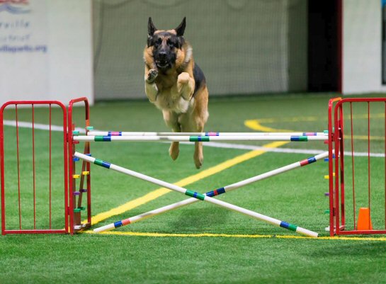 Agility, Krystal German Shepherds, Illinois, german shepherd, AKC, GSDCA