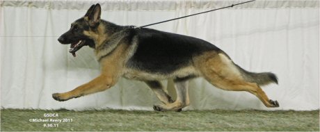 Kc German Shepherds, Illinois, german shepherd gaiting